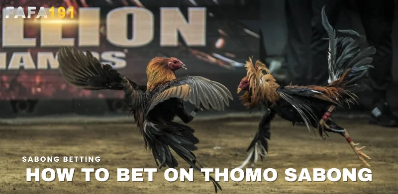 how to bet on thomo sabong