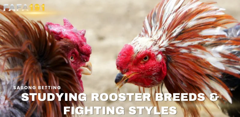 studying rooster breeds and fighting styles